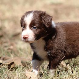 Dougal - Red & white male Australian Shepherd puppy in Violet Hill, Arkansas from Sweets' Cattle Co and Australian Shepherds