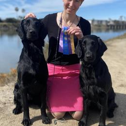 Flat-Coated Retrievers from ArticWyns