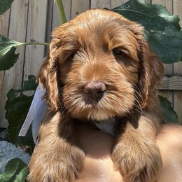 Splash - Blue - Red male Australian Labradoodle puppy in Citrus Heights, California from Elite Blend Labradoodles