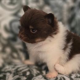Bud - Chocolate parti male Pomeranian puppy in Gun Barrel City, Texas from Petite Poms