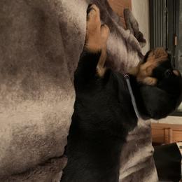 Rottweiler Puppies from Von Schonen Rottweilers