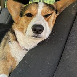 Central Asian Shepherd Dogs and Pembroke Welsh Corgis from Crazy 8 Corgis