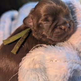 Bentley - Chocolate male Shih Tzu puppy in Claxton, Georgia from Small Pawz Shih tzu