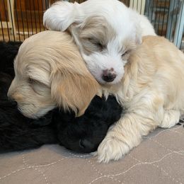 Goldendoodle and Golden Retriever Puppies from Darling Doodles of Licking County