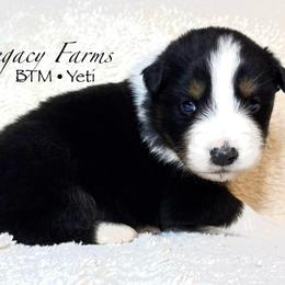 BTM Yeti - Black tri-color male Australian Shepherd puppy in Shelby, Alabama from Legacy Farms