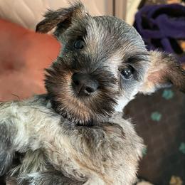 Echo - Salt and pepper female Miniature Schnauzer puppy in Interlachen, Florida from Pam's Schnauzers