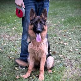 Terra - Black and tan female German Shepherd puppy in Lawton, Michigan from Free Indeed Shepherds