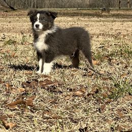 Australian Shepherd Puppies from Haven Farms Australian Shepherds