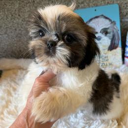 L - Tricolor male Shih Tzu puppy in Long Beach, California from Prieto Shih-Tzu's