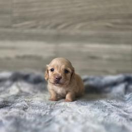 Cruella - Cream female Dachshund puppy in Indianapolis, Indiana from Homegrown Hoosier Dachshunds