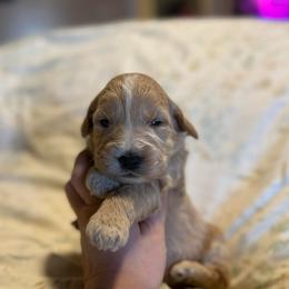 Winnie - Cream female Goldendoodle puppy in Jacksonville, Florida from Dandelion Doodles