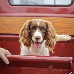 Jane - English Springer Spaniel