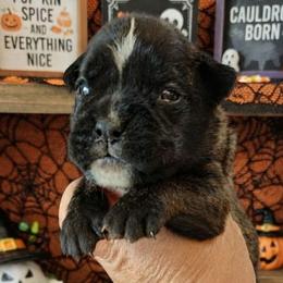Pinhead (boy) - Brindle male Boxer puppy in Red Boiling Springs, Tennessee from Silver Rain
