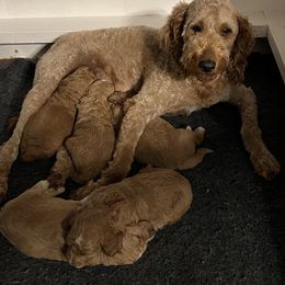 Bernedoodle and Goldendoodle Puppies from Brunsman Country Doodles LLC