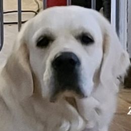 Golden Retrievers from Unique Treasured Puppies