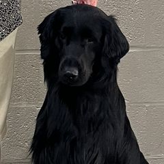Atlas - Flat-Coated Retriever