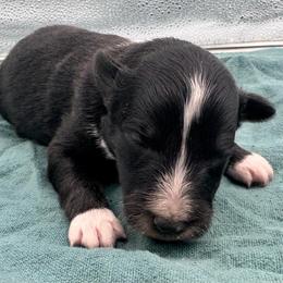 Girl 4 - Black white and tan female Shetland Sheepdog puppy in Pensacola, Florida from Nancy Barger's Siberian Huskies