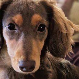 Dachshunds from Megan Engle
