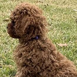 Cavapoo and Cavapoochon Puppies from Kayes Cavapoos