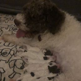 Sale - Lagotto Romagnolo