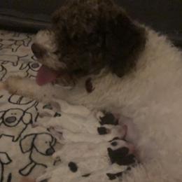 Sale - Lagotto Romagnolo