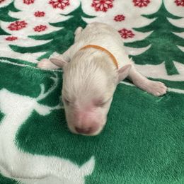 Orange collar boy. - White male Miniature Schnauzer puppy in Oneonta, Alabama from Murphree Valley Kennels