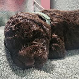 Rolo - Brown female Poodle puppy in Clayton, Washington from Short Legs & Curly Wags LLC