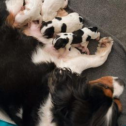 Cavapoo, Goldendoodle, and Poodle Puppies from Mercy Doodles