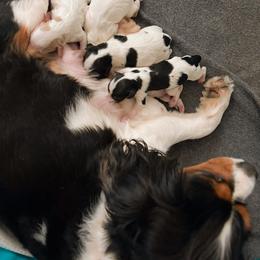 Cavapoo, Goldendoodle, and Poodle Puppies from Mercy Doodles