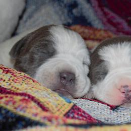 American Bully Puppies from Deuce's Den