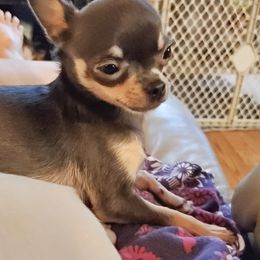 Chihuahua Puppies from Fine Whines & Lickers