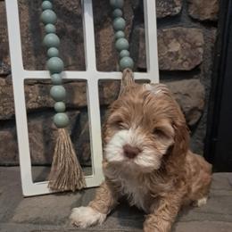 Aussiedoodle and Cockapoo Puppies from Ouachita River Cockapoos