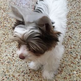 Yorkshire Terrier Puppies from Toy Town Yorkies