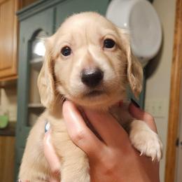 Willie Nelson - Cream male Dachshund puppy in Mayport, Pennsylvania from Debbie's Dachshunds