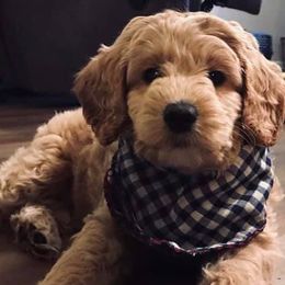 Goldendoodles from Sir Winston the Doodle