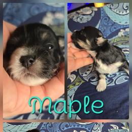 Maple - Black and white female Havanese puppy in Mason City, Iowa from Hoku Havanese