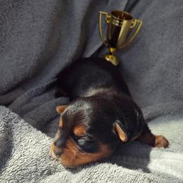Boy Gray - Black and tan male Yorkshire Terrier puppy in St. Louis, Missouri from Yorkieville - Shih Tzu Nation