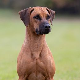 Dipper - Rhodesian Ridgeback
