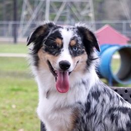 Nova - Miniature Australian Shepherd