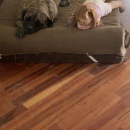 Mastiff Puppies from Mama’s Mastiffs