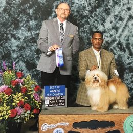 Havanese All Grown Up from HINZ-N-CO Havanese