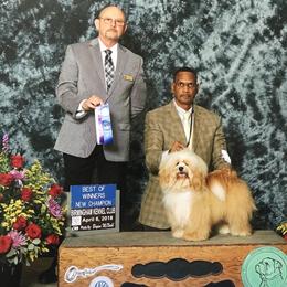 Havanese All Grown Up from HINZ-N-CO Havanese