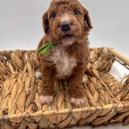 Bloomington - Red  male Goldendoodle puppy in Sunman, Indiana from Brunsman Country Doodles LLC