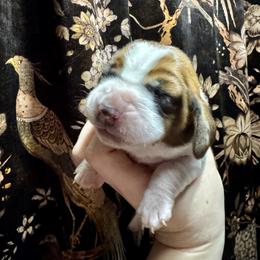 Donut - Mahogany and white female Basset Hound puppy in Bellaire, Ohio from Blessed Bassets