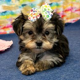 Daisy - Black & tan tri-color female Morkie puppy in Monticello, Iowa from Ashley’s Puppies