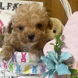 Pip - Apricot male Goldendoodle puppy in Cherry Tree, Pennsylvania from Plum Creek Acres Next Generation
