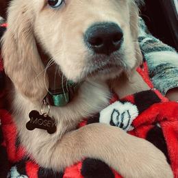 Golden Retriever Puppies from NORTHERN LIGHTS GOLDENS
