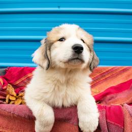 Great Pyrenees Puppies from Kathy Ann's Farm