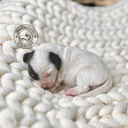 Holly - Piebald female Dachshund puppy in Monroe, North Carolina from Dogwood Doxies