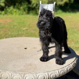 Annie - Black female Giant Schnauzer puppy in Bois D’arc, Missouri from Down Low Kennels